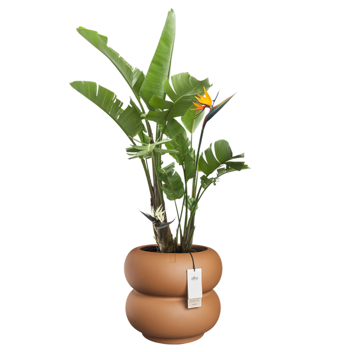 amber roll low 43cm caramelo